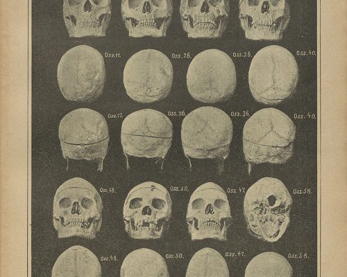 FISIOGNOMICA E ANTROPOLOGIA C. Lombroso e G. Ferrero La donna delinquente, la prostituta e la donna normale, 1893